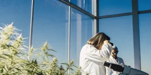 Scientifiques en blouse blanche observant des plants de cannabis en floraison dans une serre moderne