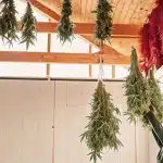 Séchage de fleurs de cannabis suspendues dans une serre artisanale, avec des branches entières accrochées au plafond en bois.