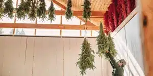 Séchage de fleurs de cannabis suspendues dans une serre artisanale, avec des branches entières accrochées au plafond en bois.