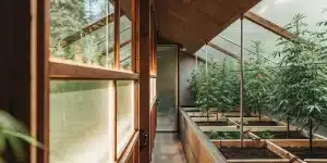 serre moderne de cannabis avec culture intérieure en bacs surélevés et structure en bois