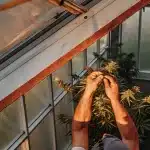 Taille manuelle de plantes de cannabis par un cultivateur en serre, sous éclairage naturel et structure vitrée.