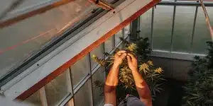 Taille manuelle de plantes de cannabis par un cultivateur en serre, sous éclairage naturel et structure vitrée.
