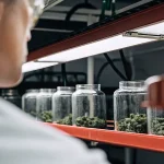 Technicien en laboratoire observant des fleurs de cannabis stockées dans des bocaux en verre sous éclairage contrôlé.