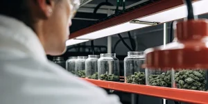 Technicien en laboratoire observant des fleurs de cannabis stockées dans des bocaux en verre sous éclairage contrôlé.