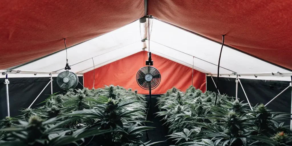 Tente de culture de cannabis avec système de ventilation et plantes en floraison sous lumière artificielle.