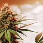 Gros plan d’une tête de cannabis mature en floraison intérieure, avec des pistils bien développés, une structure compacte et des feuilles résineuses éclairées par une lumière chaude.
