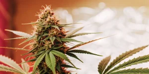 Gros plan d’une tête de cannabis mature en floraison intérieure, avec des pistils bien développés, une structure compacte et des feuilles résineuses éclairées par une lumière chaude.