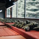 Têtes de cannabis en cours de séchage alignées sur une table de tri sous des lampes dans un espace de transformation intérieur.