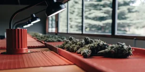 Têtes de cannabis en cours de séchage alignées sur une table de tri sous des lampes dans un espace de transformation intérieur.