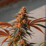 THC bud close up orange avec pistils brûlés et feuilles rouge orangé en plein soleil.