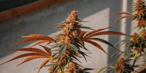 THC bud close up orange avec pistils brûlés et feuilles rouge orangé en plein soleil.