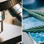 Analyse microscopique feuille cannabis placée sous microscope en laboratoire scientifique moderne.