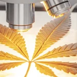 Analyse microscopique d’une feuille de cannabis éclairée en laboratoire scientifique