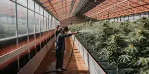 Arrosage cannabis serre professionnelle avec cultivateur pulverisant eau sur rangées de plantes.