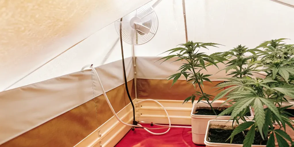 Box de culture indoor avec jeunes plants de cannabis en contenants individuels et ventilation latérale
