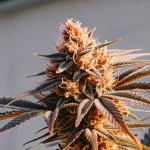 gros plan sur un bourgeon résineux de CBD Very Cherry Berry couvert de trichomes aux teintes cerise et baie