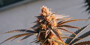gros plan sur un bourgeon résineux de CBD Very Cherry Berry couvert de trichomes aux teintes cerise et baie