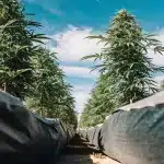 Champ de cannabis cultivé en extérieur avec rangées alignées et système d’irrigation sous ciel bleu.