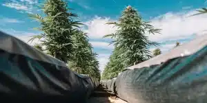 Champ de cannabis cultivé en extérieur avec rangées alignées et système d’irrigation sous ciel bleu.