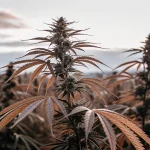 Champ cannabis lumiere doree coucher soleil avec plantes en floraison aux feuilles cuivrees.