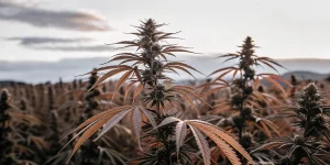 Champ cannabis lumiere doree coucher soleil avec plantes en floraison aux feuilles cuivrees.