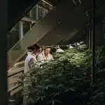Chercheurs cannabis serre analyse observant plantes denses sous lampes de laboratoire.