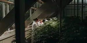 Chercheurs cannabis serre analyse observant plantes denses sous lampes de laboratoire.