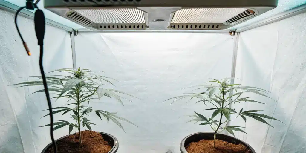 Culture de cannabis CBD en tente intérieure avec éclairage LED et jeunes plantes en croissance.