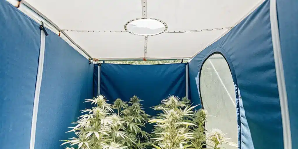 Culture de cannabis CBD en tente intérieure avec lumière naturelle et plantes en floraison.