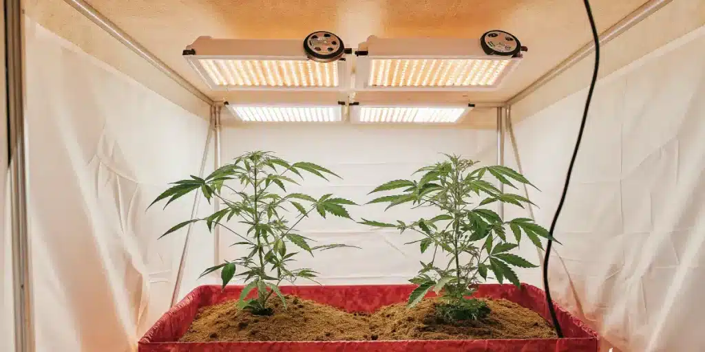 Jeunes plants de cannabis CBD cultivés en intérieur sous panneaux LED, substrat organique et environnement contrôlé.