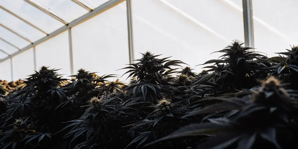 Culture de cannabis en serre avec des plantes à feuilles sombres alignées en rangées durant la phase de floraison.