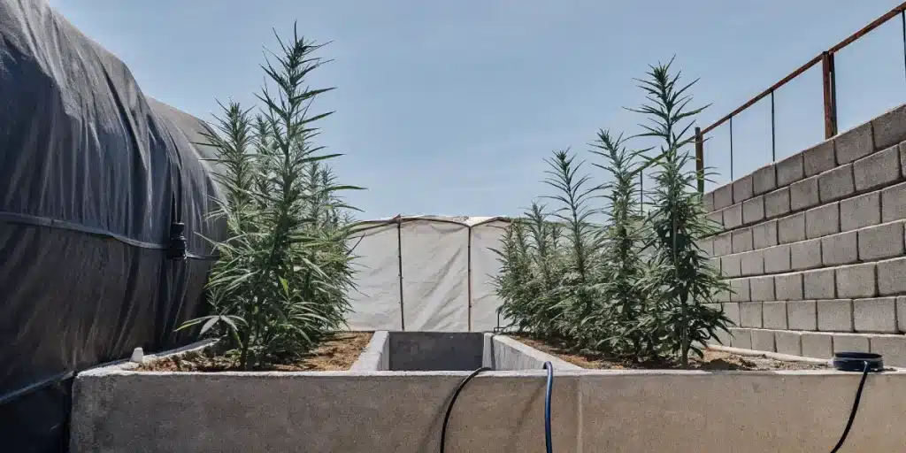 plants de cannabis cultivés en extérieur dans des bacs maçonnés sous le soleil