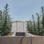 plants de cannabis cultivés en extérieur dans des bacs maçonnés sous le soleil