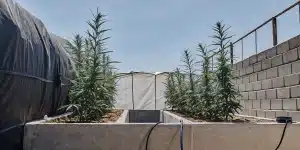 plants de cannabis cultivés en extérieur dans des bacs maçonnés sous le soleil