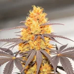 Scène de culture de cannabis en intérieur illustrant l’utilisation d’une lampe chauffante et d’un système de ventilation pour optimiser la floraison des plantes.
