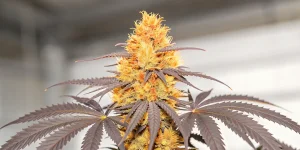 Scène de culture de cannabis en intérieur illustrant l’utilisation d’une lampe chauffante et d’un système de ventilation pour optimiser la floraison des plantes.
