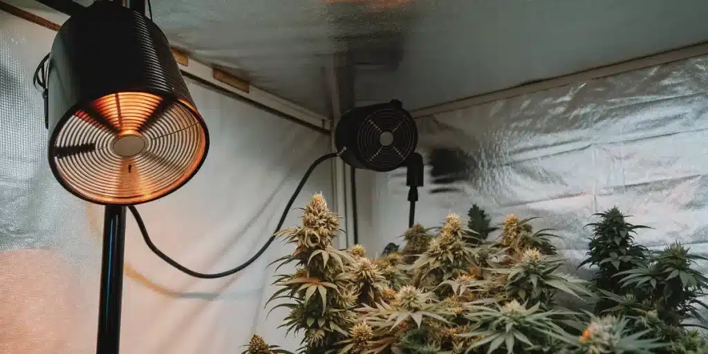 Gros plan d’une tête de cannabis aux teintes orange et violettes, mettant en valeur les pistils et la densité florale.