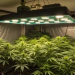 Culture de cannabis en intérieur sous lampe LED, plantes vigoureuses en début de floraison dans un espace contrôlé.