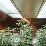 Plantes de cannabis en culture intérieure sous lampes LED avec panneaux muraux réfléchissants optimisant la lumière.