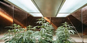 Plantes de cannabis en culture intérieure sous lampes LED avec panneaux muraux réfléchissants optimisant la lumière.