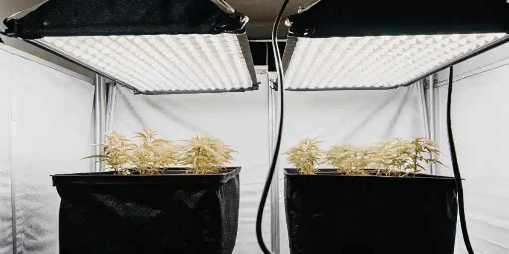 Culture de cannabis en intérieur avec lampes LED puissantes et jeunes plants en phase de croissance sous éclairage contrôlé.