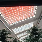 Installation de culture de cannabis en intérieur équipée de panneaux LED à spectre complet. Les plantes en phase de floraison se développent sous un éclairage horticole moderne optimisé pour maximiser le rendement et la qualité des têtes.