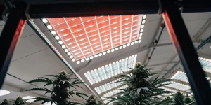 Installation de culture de cannabis en intérieur équipée de panneaux LED à spectre complet. Les plantes en phase de floraison se développent sous un éclairage horticole moderne optimisé pour maximiser le rendement et la qualité des têtes.