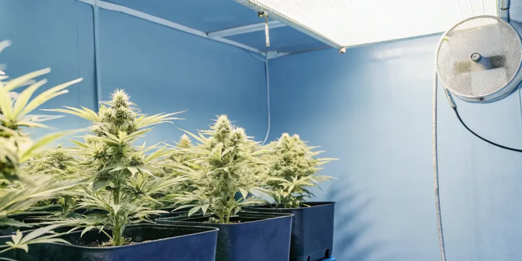 Culture de cannabis en intérieur sous éclairage LED avec système de ventilation mural
