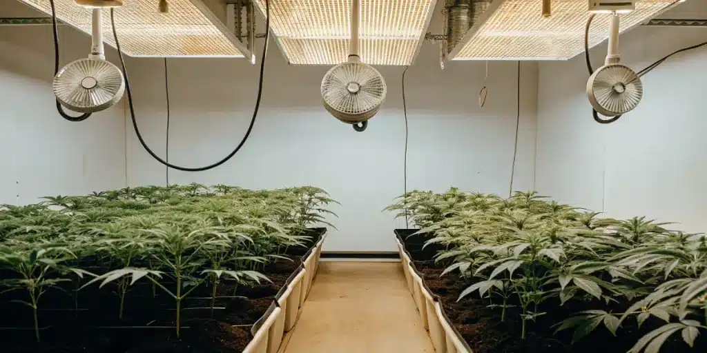 culture de cannabis en intérieur avec panneaux led, ventilation active et plantes alignées en bacs