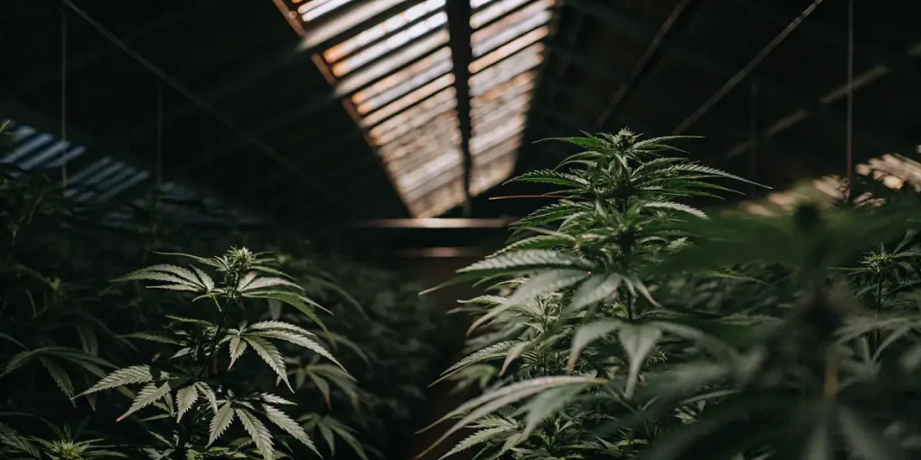 Plants de cannabis cultivés en intérieur sous une verrière, éclairés par la lumière naturelle filtrée à travers le toit.