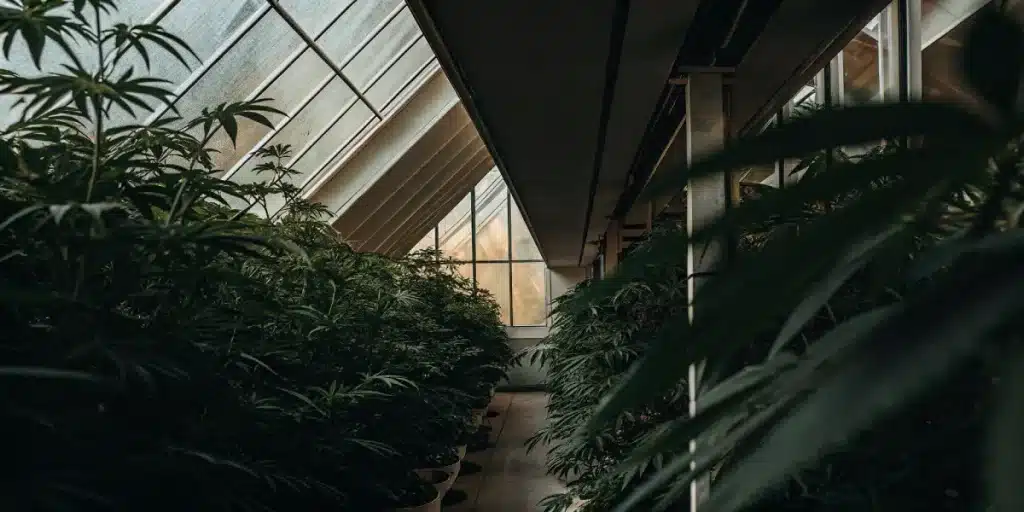 Rangées de plantes de cannabis cultivées dans une serre moderne avec structure en verre et lumière naturelle filtrée.
