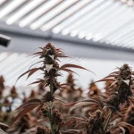 Culture cannabis serre eclairage LED avec tetes denses et feuilles rougeatres sous plafond lumineux.