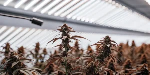Culture cannabis serre eclairage LED avec tetes denses et feuilles rougeatres sous plafond lumineux.