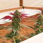 Culture de cannabis en serre, plantes en floraison avec feuilles rouges et têtes résineuses.